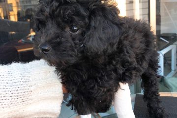 fractura miembro anterior izquierdo