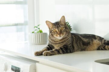 a side view of a cat laying on worktop in kitchen above washing machine